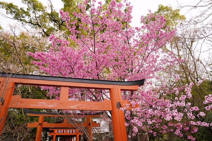 桜_2021_12　平野神社　No11