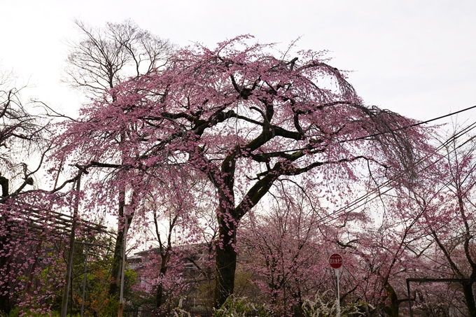 桜_2021_12　平野神社　No12