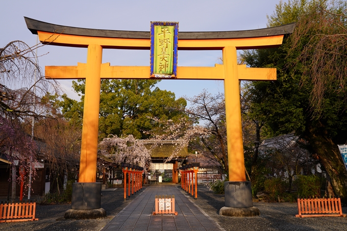 桜_2021_12　平野神社　No13