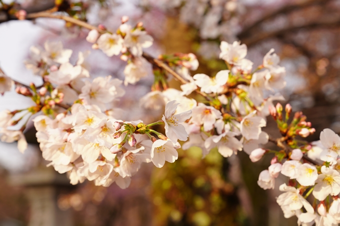 桜_2021_12　平野神社　No14