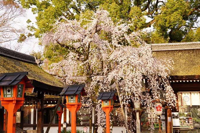 桜_2021_12　平野神社　No15