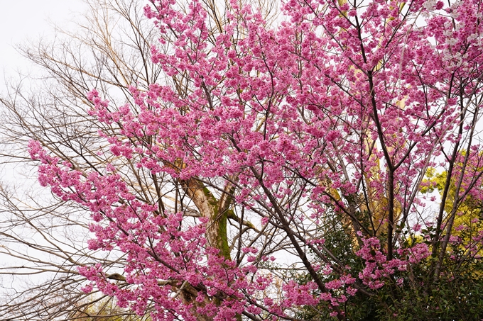 桜_2021_12　平野神社　No16