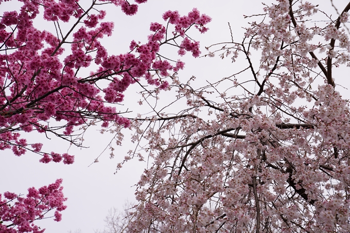 桜_2021_12　平野神社　No17