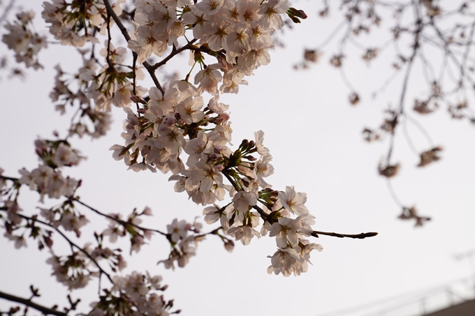 桜_2021_12　平野神社　No18