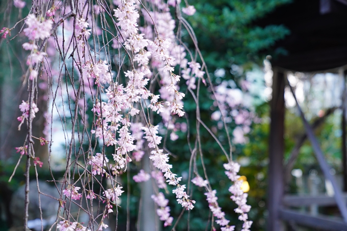 桜_2021_13　水火天満宮　No4