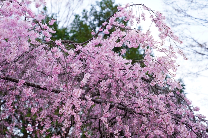 桜_2021_13　水火天満宮　No8