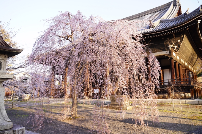 桜_2021_16　立本寺　No2