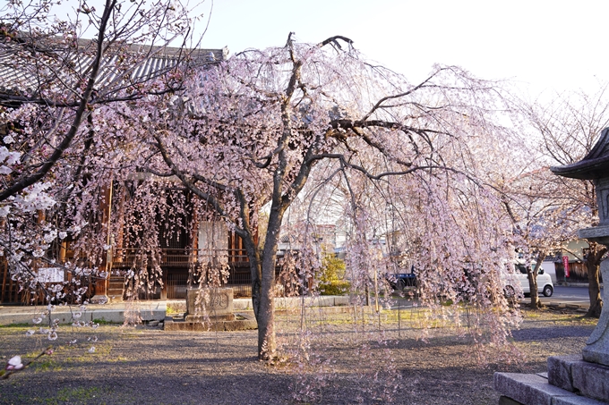 桜_2021_16　立本寺　No3