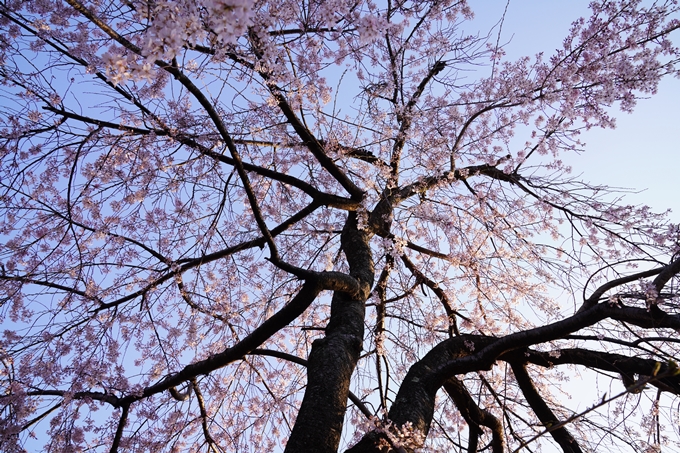 桜_2021_16　立本寺　No4