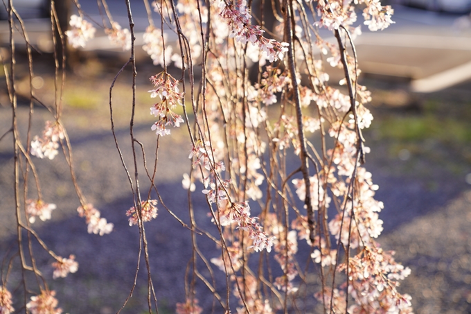 桜_2021_16　立本寺　No5