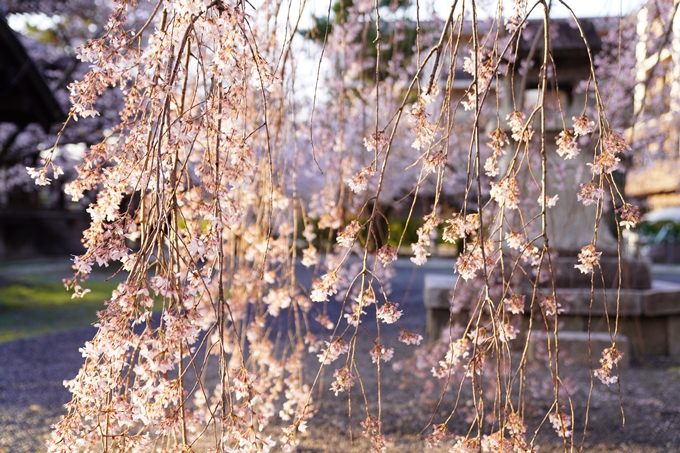 桜_2021_16　立本寺　No6