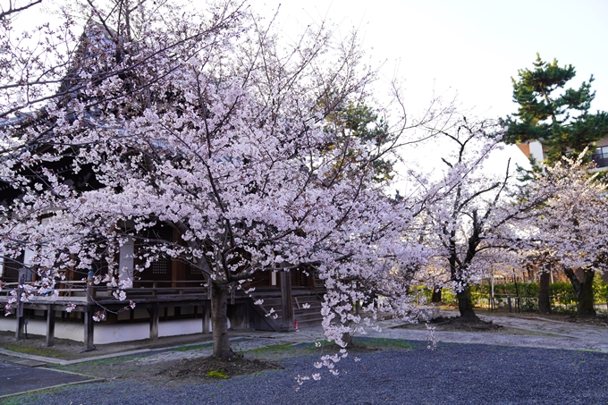 桜_2021_16　立本寺　No10