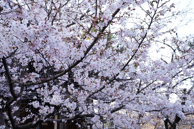 桜_2021_16　立本寺　No11