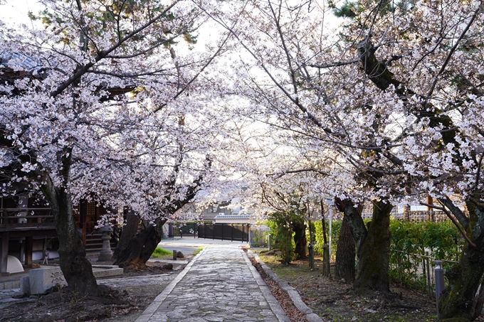 桜_2021_16　立本寺　No13