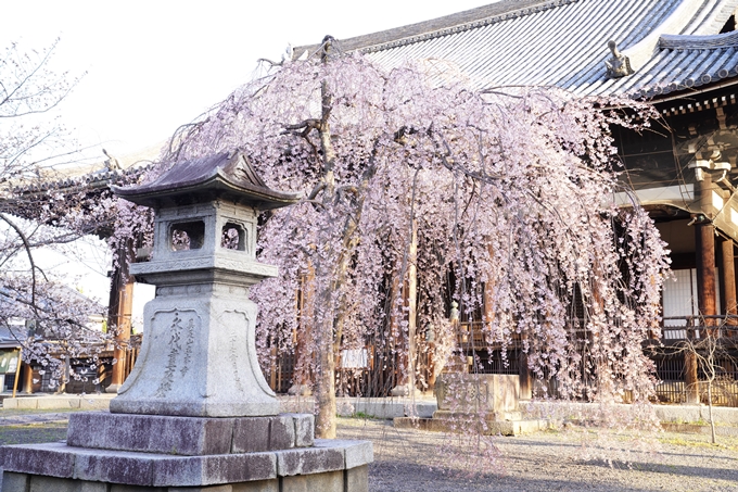 桜_2021_16　立本寺　No7