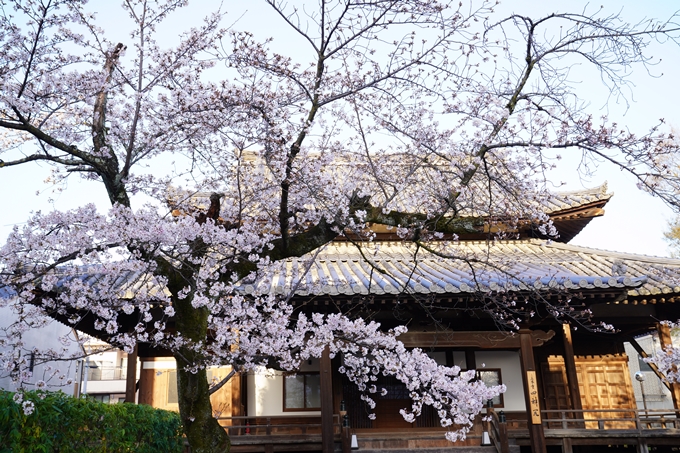 桜_2021_16　立本寺　No14