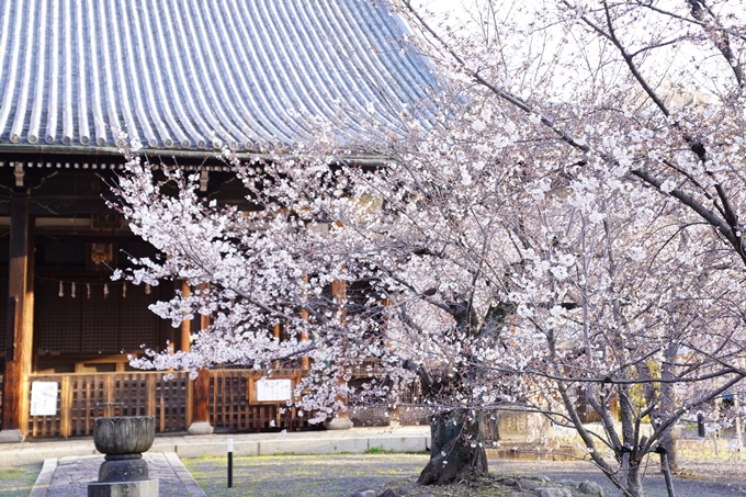 桜_2021_16　立本寺　No15