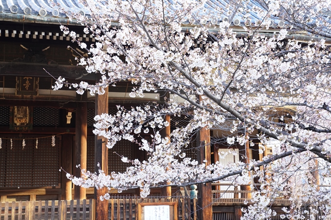 桜_2021_16　立本寺　No16