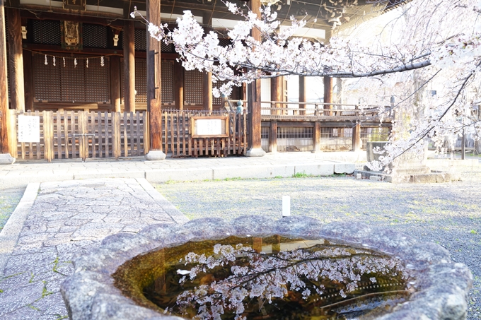 桜_2021_16　立本寺　No17