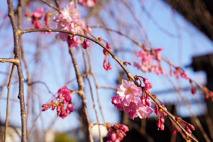 桜_2021_16　立本寺　No19