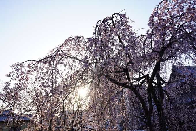 桜_2021_16　立本寺　No8