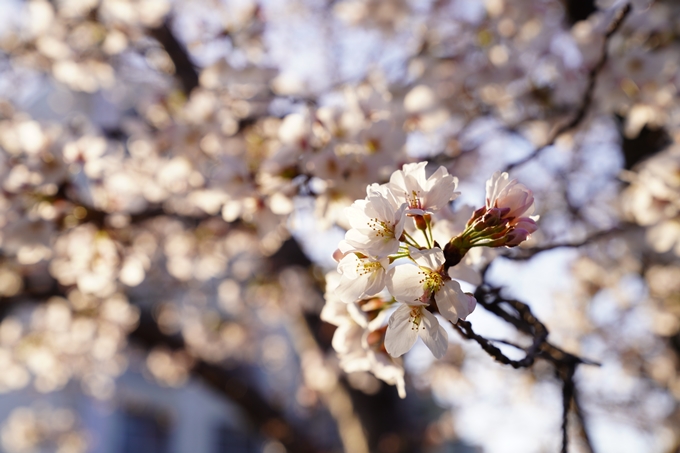 桜_2021_16　立本寺　No21