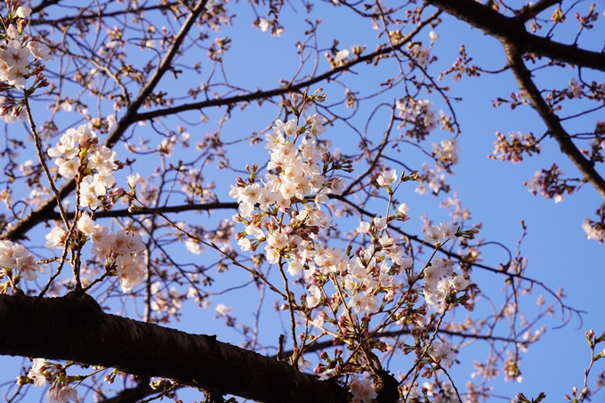 桜_2021_16　立本寺　No22