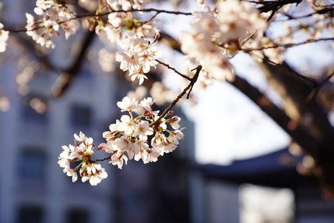 桜_2021_16　立本寺　No23