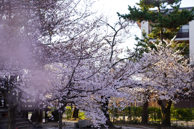 桜_2021_16　立本寺　No24