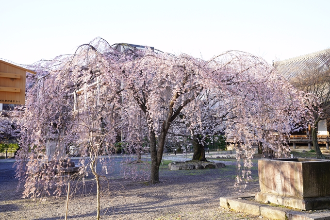 桜_2021_16　立本寺　No9