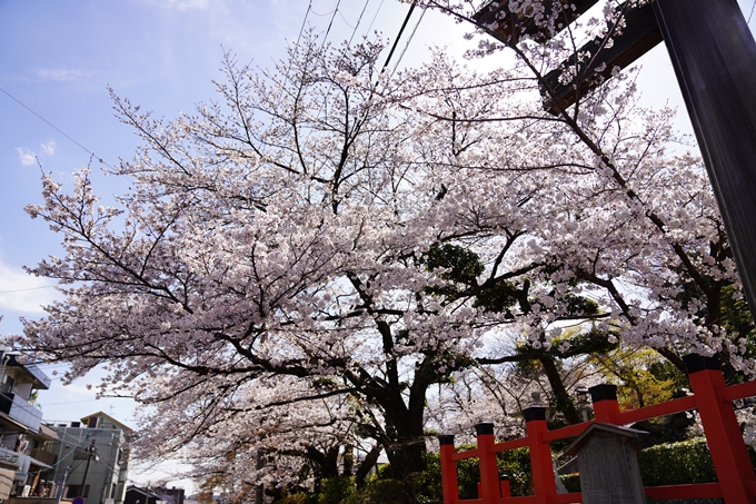 桜_2021_17　建勲神社　No4