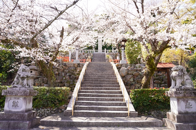 桜_2021_17　建勲神社　No5