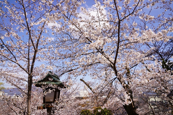 桜_2021_17　建勲神社　No6