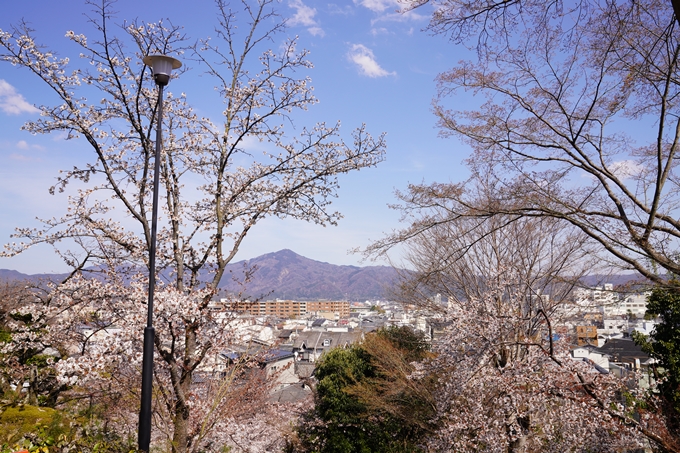 桜_2021_17　建勲神社　No8