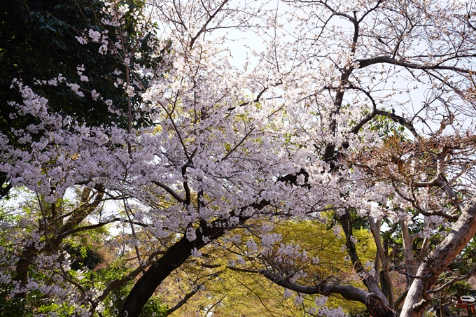 桜_2021_17　建勲神社　No10