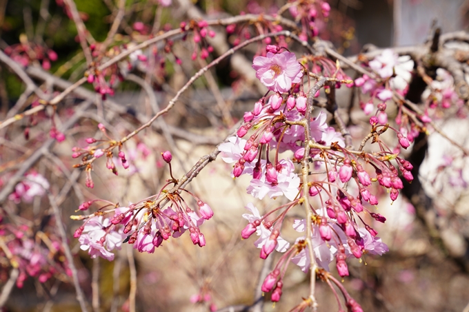 桜_2021_17　建勲神社　No11