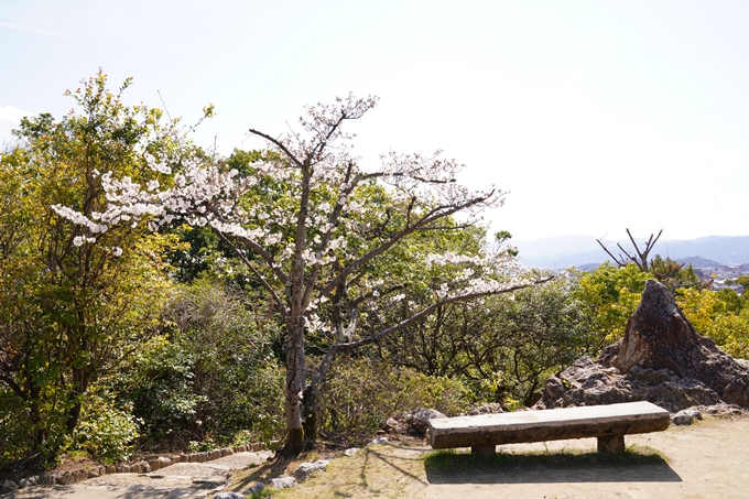 桜_2021_17　建勲神社　No13