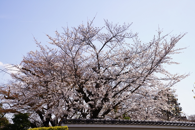 桜_2021_18　上品蓮台寺　No2