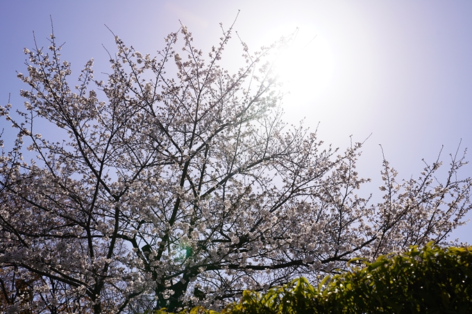 桜_2021_18　上品蓮台寺　No3