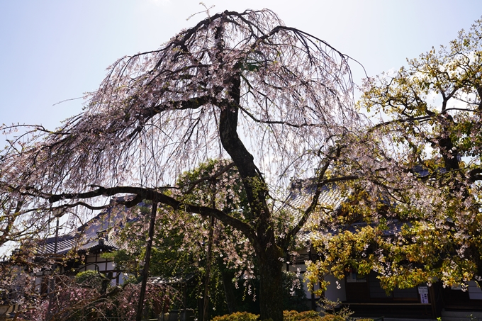 桜_2021_18　上品蓮台寺　No5