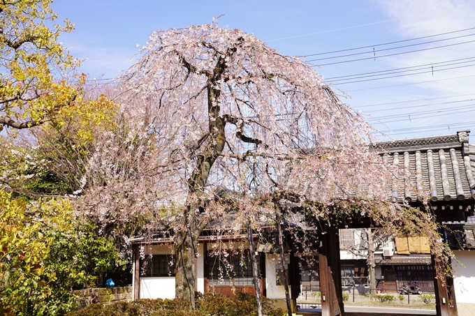 桜_2021_18　上品蓮台寺　No7