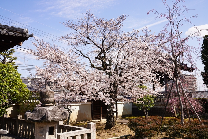 桜_2021_18　上品蓮台寺　No8