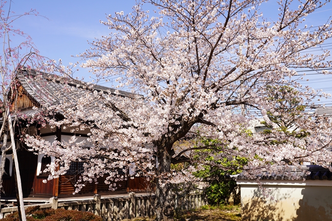 桜_2021_18　上品蓮台寺　No9