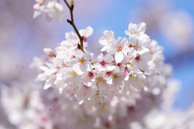 桜_2021_18　上品蓮台寺　No10