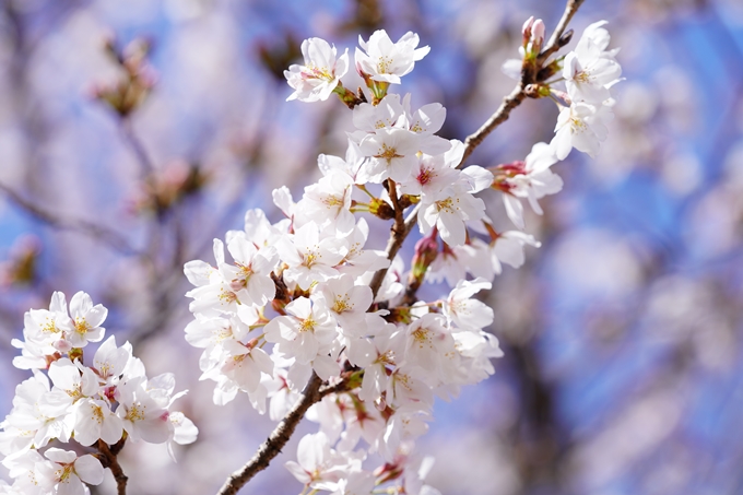 桜_2021_18　上品蓮台寺　No11