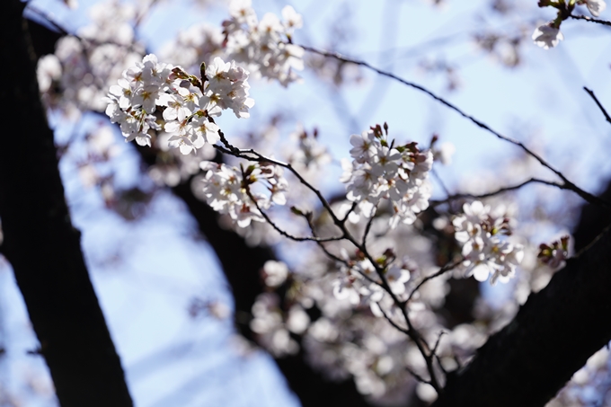 桜_2021_18　上品蓮台寺　No12