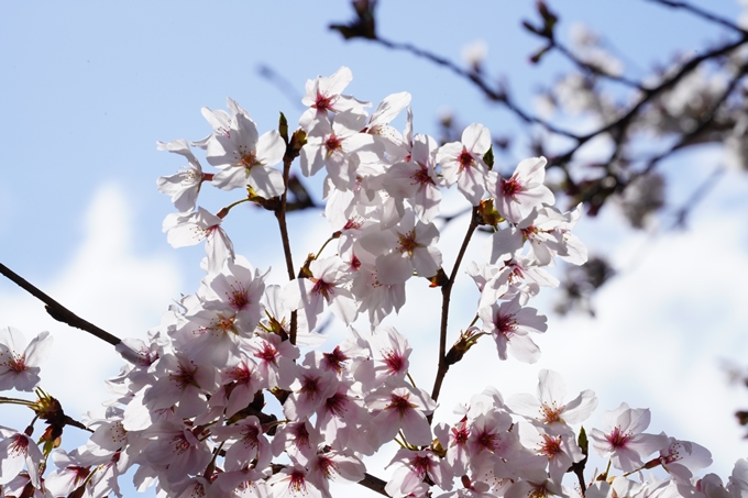 桜_2021_18　上品蓮台寺　No13