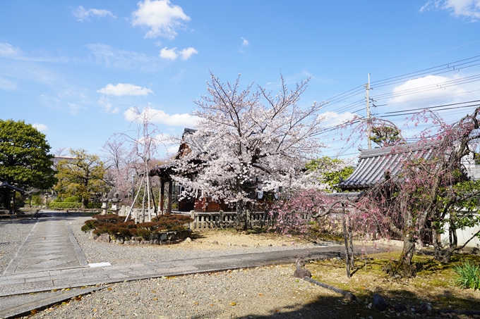 桜_2021_18　上品蓮台寺　No17