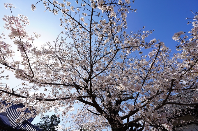 桜_2021_18　上品蓮台寺　No18