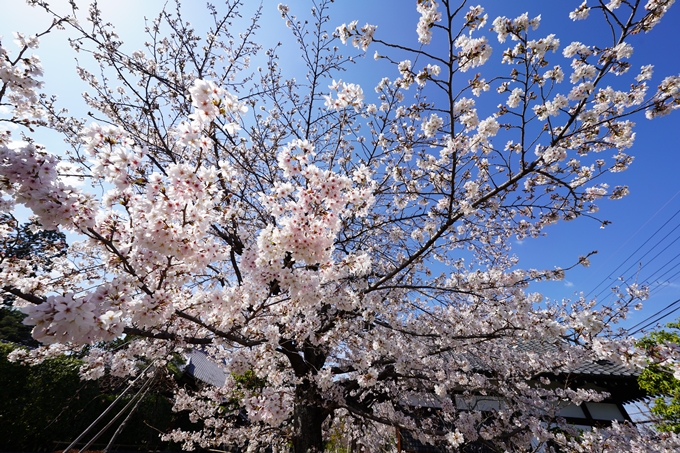 桜_2021_18　上品蓮台寺　No19